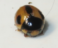 Brachiacantha albifrons