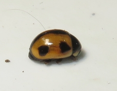 Brachiacantha albifrons