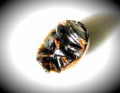 Brachiacantha albifrons