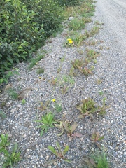 Pilosella piloselloides