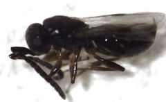 Dendrocerus