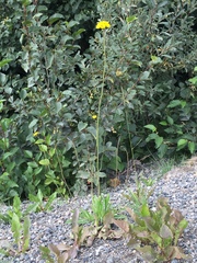 Pilosella piloselloides