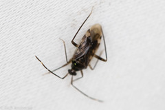 Eustictus