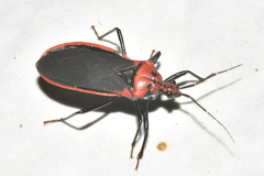 Rhiginia cinctiventris