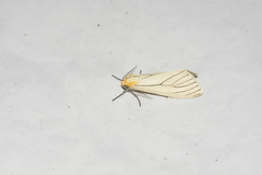 Spilosoma pelopea