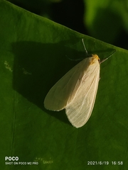 Pareuchaetes pseudoinsulata