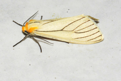 Spilosoma pelopea