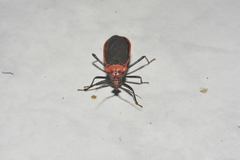 Rhiginia cinctiventris