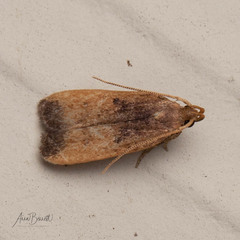 Glyphidocera democratica