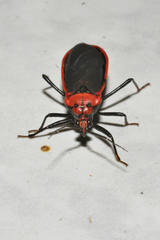 Rhiginia cinctiventris