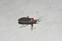 Rhiginia cinctiventris