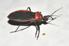 Rhiginia cinctiventris