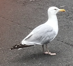Larus argentatus