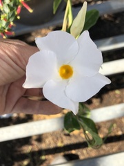 Apocynoideae