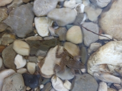 Pelophylax ridibundus