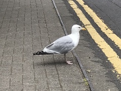 Larus argentatus