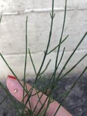 Equisetum arvense