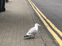 Larus argentatus