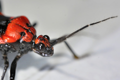 Rhiginia cinctiventris