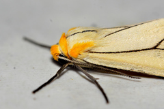 Spilosoma pelopea