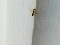 Coleosoma acutiventer