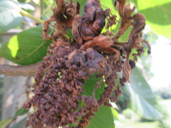 Phylloxera perniciosa
