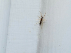 Coleosoma acutiventer