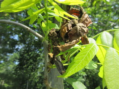 Phylloxera perniciosa