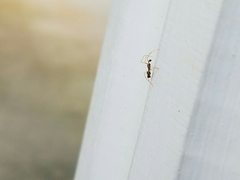 Coleosoma acutiventer