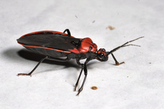 Rhiginia cinctiventris