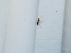 Coleosoma acutiventer