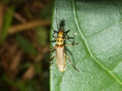 Chauliognathus sticticus