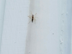 Coleosoma acutiventer