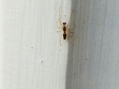 Coleosoma acutiventer