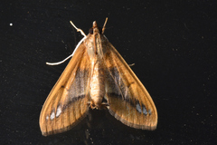 Diaphania fumosalis