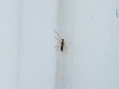 Coleosoma acutiventer