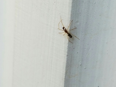 Coleosoma acutiventer