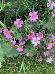 Geranium endressii