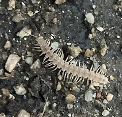 Brachydesmus superus