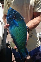 Anampses caeruleopunctatus