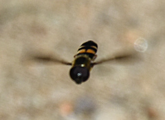 Pyrophaena rosarum