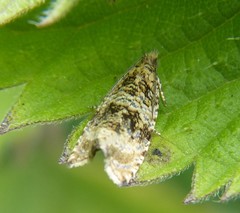 Syricoris