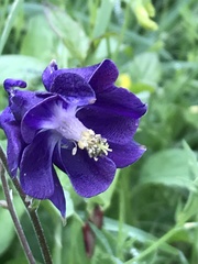 Aquilegia