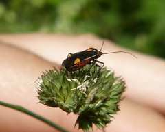 Capsodes flavomarginatus