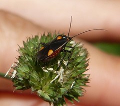Capsodes flavomarginatus