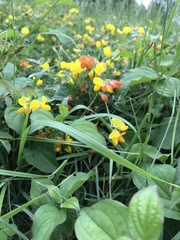 Aquilegia