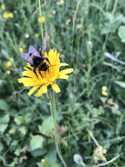 Aquilegia