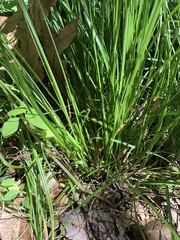 Carex atlantica