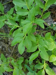 Vaccinium myrtillus