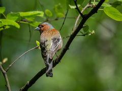 Fringilla coelebs